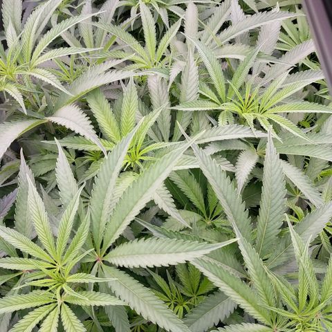 Trichome Orchards growlog timeline photo
