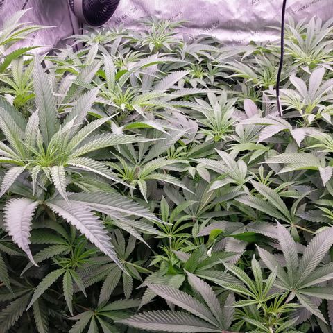 Trichome Orchards growlog timeline photo