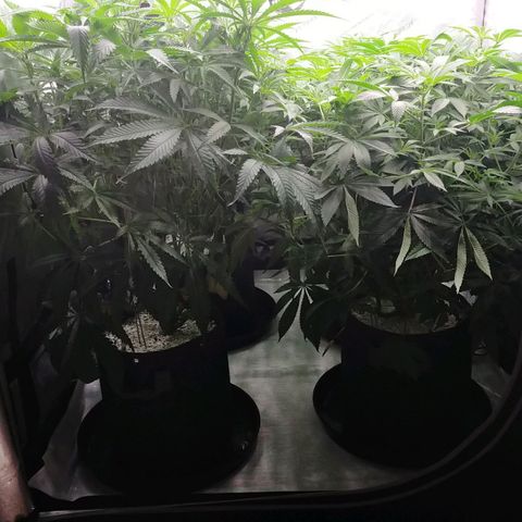 Trichome Orchards growlog timeline photo