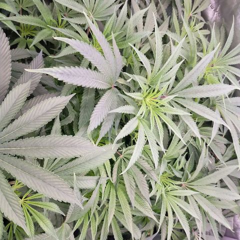 Trichome Orchards growlog timeline photo
