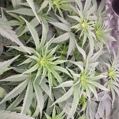 Trichome Orchards growlog timeline photo