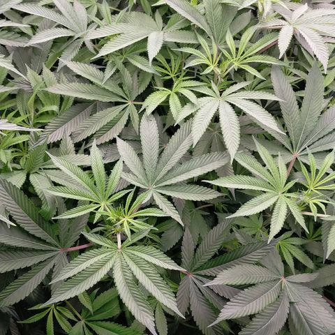 Trichome Orchards growlog timeline photo