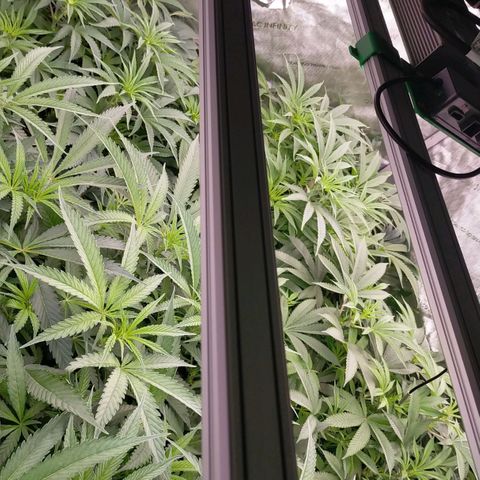 Trichome Orchards growlog timeline photo