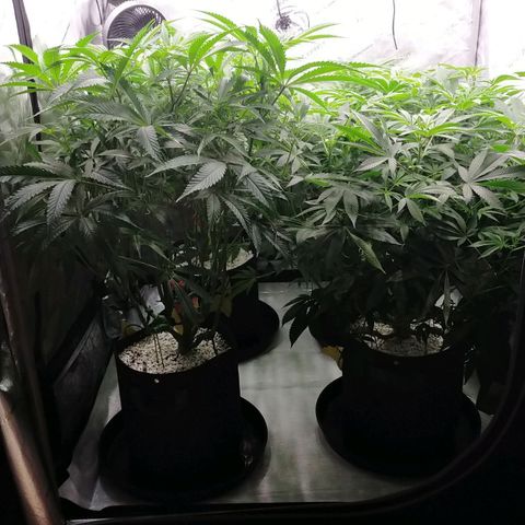 Trichome Orchards growlog timeline photo