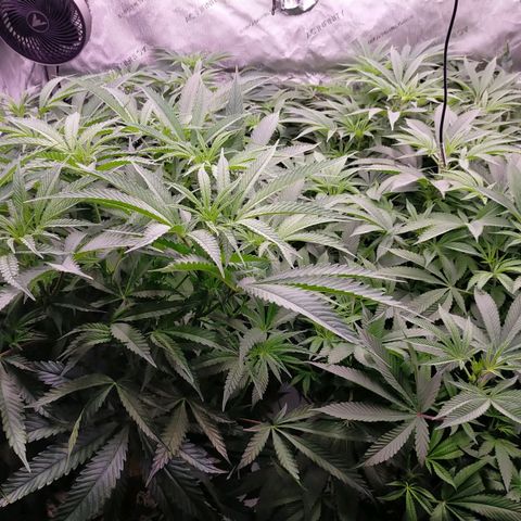 Trichome Orchards growlog timeline photo