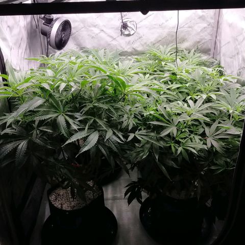 Trichome Orchards growlog timeline photo