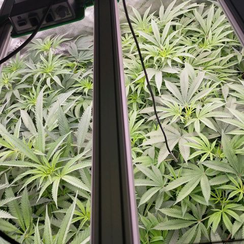 Trichome Orchards growlog timeline photo