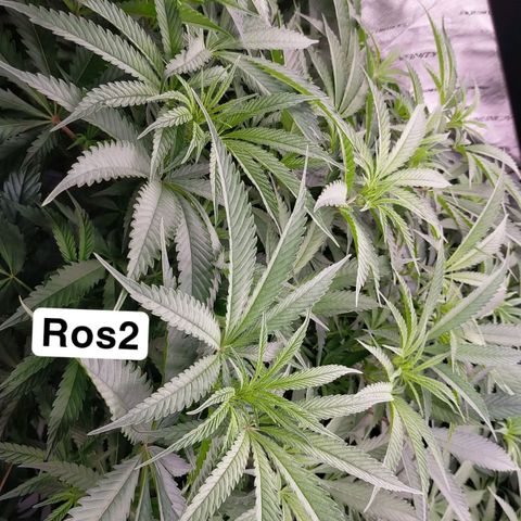 Trichome Orchards growlog timeline photo