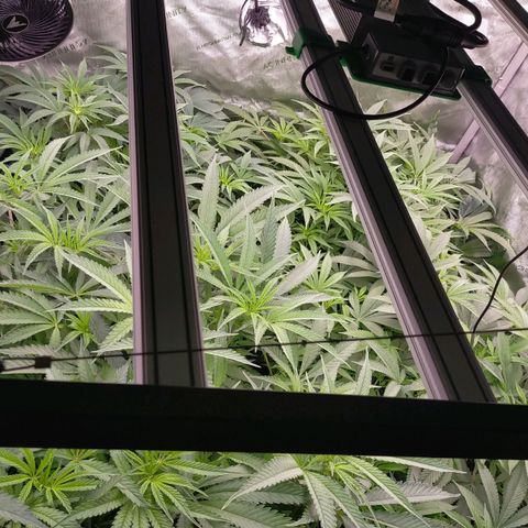 Trichome Orchards growlog timeline photo
