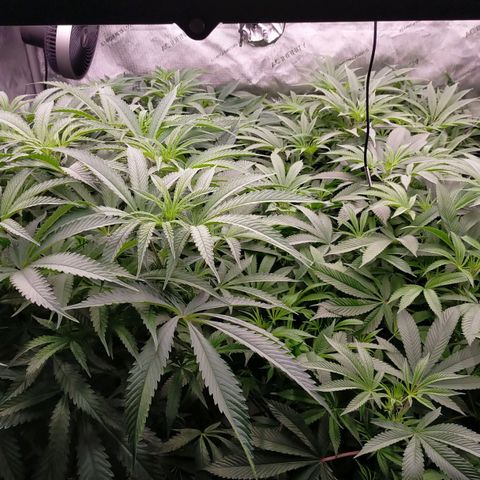 Trichome Orchards growlog photo: Before