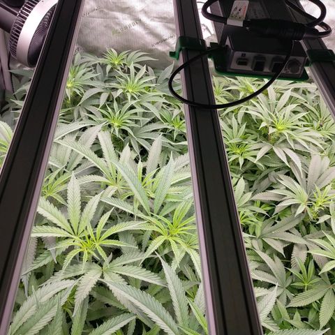 Trichome Orchards growlog photo: Before