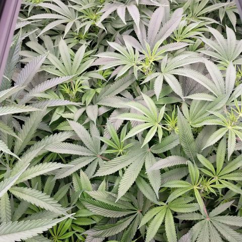 Trichome Orchards growlog photo: Before