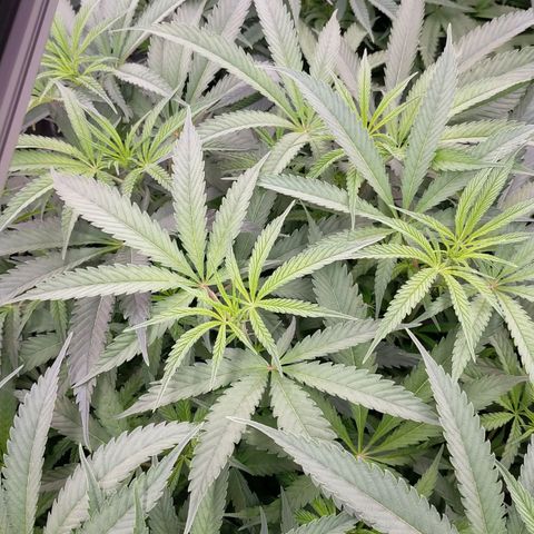 Trichome Orchards growlog photo: Before