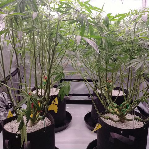 Trichome Orchards growlog photo: After