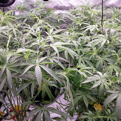 Trichome Orchards growlog photo: After