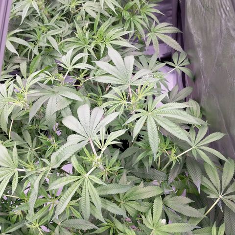 Trichome Orchards growlog photo: After