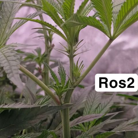 Trichome Orchards growlog photo: After