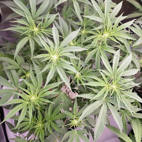 Trichome Orchards growlog photo: After