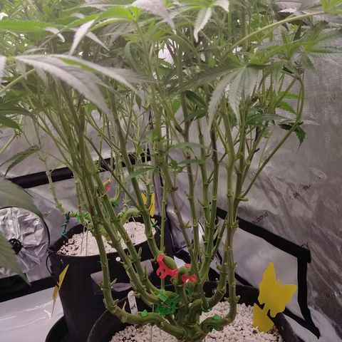 Trichome Orchards growlog photo: After