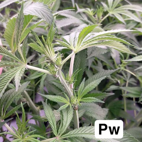 Trichome Orchards growlog photo: After