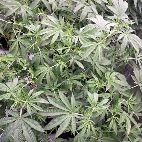 Trichome Orchards growlog photo: After
