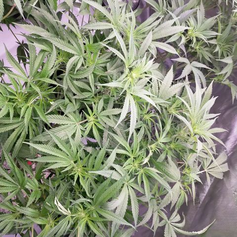 Trichome Orchards growlog photo: After