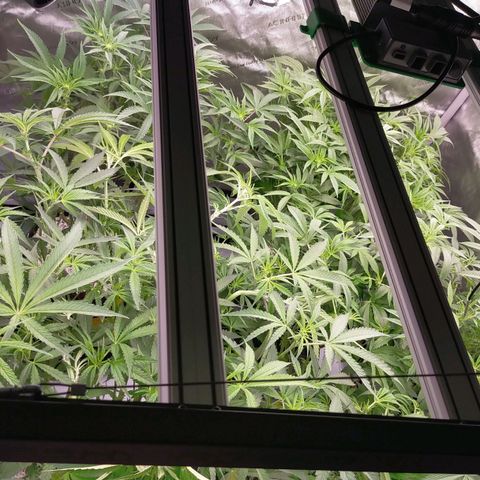 Trichome Orchards growlog photo: After