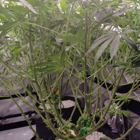 Trichome Orchards growlog photo: After