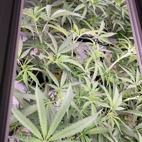 Trichome Orchards growlog photo: After