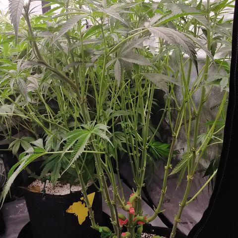 Trichome Orchards growlog photo: After