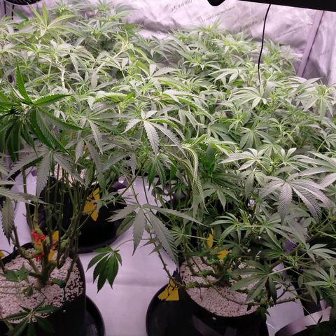 Trichome Orchards growlog photo: After