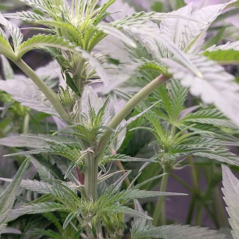 Trichome Orchards growlog photo: After