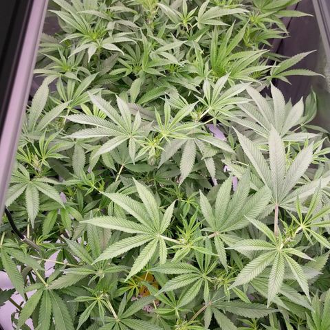 Trichome Orchards growlog photo: Few hours after defol