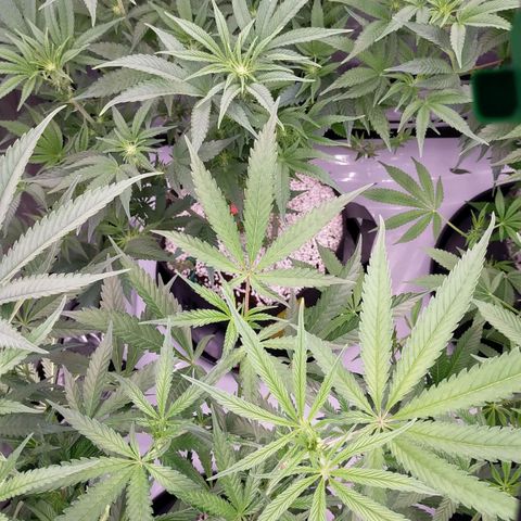 Trichome Orchards growlog photo: Few hours after defol