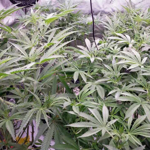 Trichome Orchards growlog photo: Few hours after defol