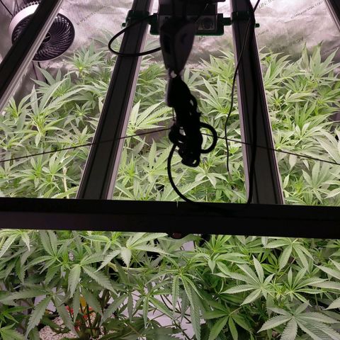 Trichome Orchards growlog photo: Few hours after defol