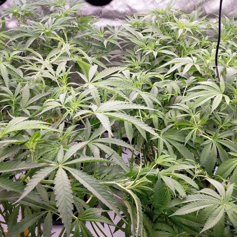 Trichome Orchards growlog photo: After
