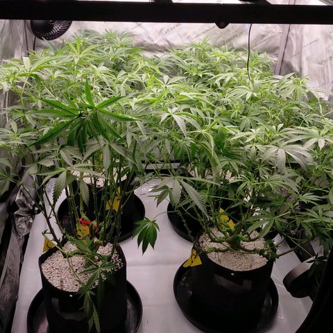 Trichome Orchards growlog photo: After