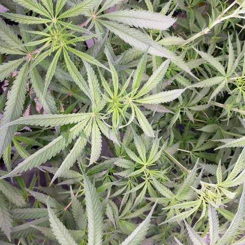 Trichome Orchards growlog photo: After