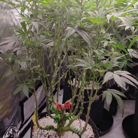 Trichome Orchards growlog photo: After