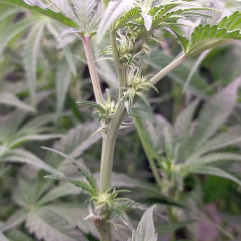 Trichome Orchards growlog photo: After