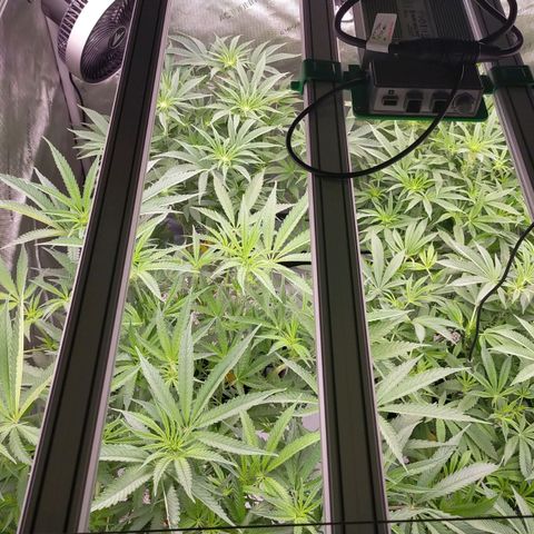 Trichome Orchards growlog photo: At lights on