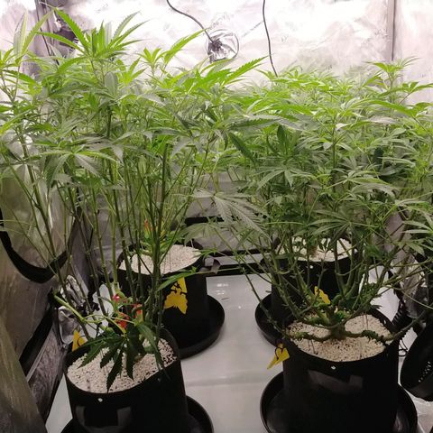 Trichome Orchards growlog photo: At lights on