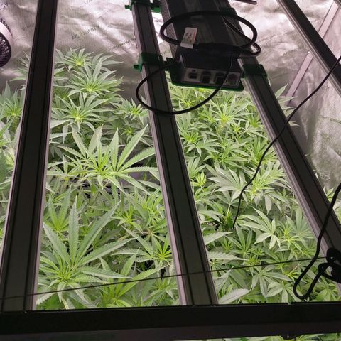 Trichome Orchards growlog photo: At lights on