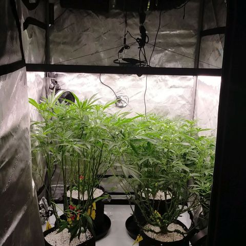Trichome Orchards growlog photo: At lights on