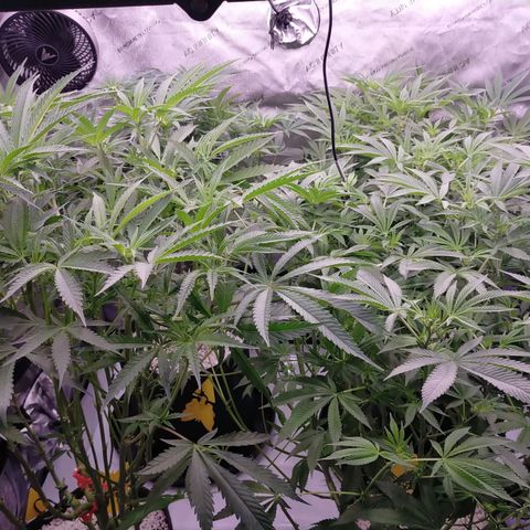 Trichome Orchards growlog photo: At lights on