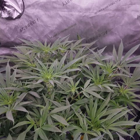 Trichome Orchards growlog photo: At lights on