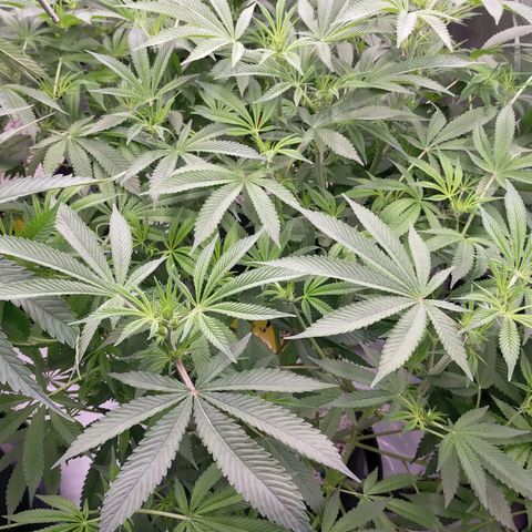 Trichome Orchards growlog photo: At lights on