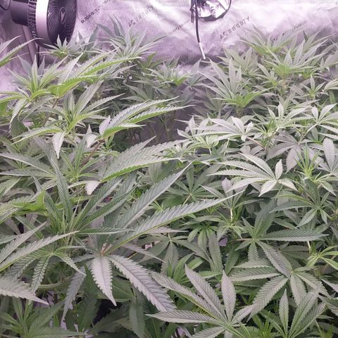 Trichome Orchards growlog photo: Just before lights out