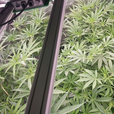 Trichome Orchards growlog photo: Just before lights out